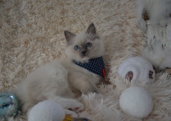 NAÏA - femelle blue mitted - 12 semaines - Chatterie Ragdolls du Val de Beauvoir